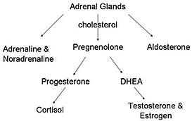 Adrenal Glands