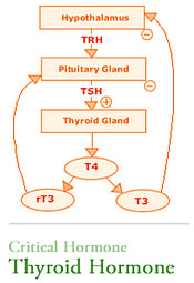 Hypothyroidism - Thyroid Schematic Hypothyroidism schematic